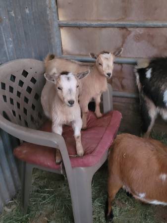 Nigerian Dwarf Goat (Southbay)63894602779010121