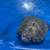 Diamond back Terrapin 1 thumbnail