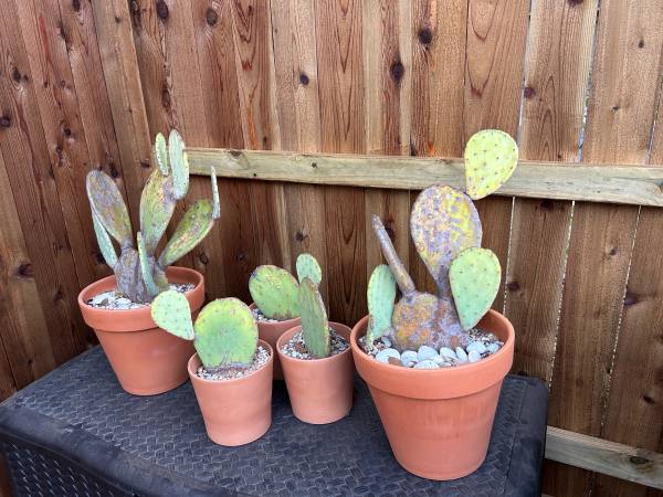 Set of five Cactus with pots 1
