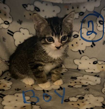 Loving kittens Only one left!! (Roy)63949211791106120