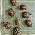 Radiated Hatchlings * 2 thumbnail