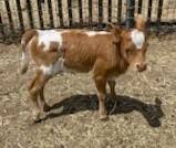 SUNDOG Mini-Heifer CALF - $2,000 (mendocino county)63471418078337120