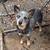 Blue Heeler Female 1 thumbnail