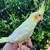 Cockatiel Cockatiel Tame Baby 2 thumbnail