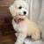 MuffinPupps 2 thumbnail