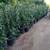 STAR JASMINE 5-Gallons 1 thumbnail