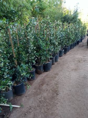 STAR JASMINE 5-Gallons 1