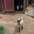 American Alpine Goats 2 thumbnail