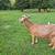 Full sized goats 1 thumbnail