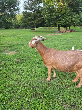Full sized goats 1