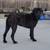Cane corso stud 2 thumbnail
