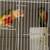 Conure pair 1 thumbnail