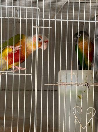 Conure pair 1