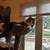 2 Maine Coon cats females 1 thumbnail