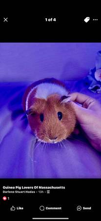 friendly female  guinea pig looking for a new home (lynnfield)63655651255425122