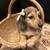 Dachshund puppies 7 thumbnail