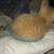 Orange Tabby Cat 1 thumbnail