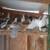 Pigeons 1 thumbnail