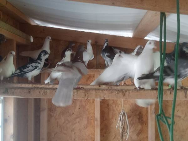 Pigeons 1