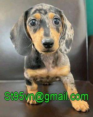 Gorgeous dachshunds puppies 1