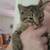 15.00 Kittens! 4 thumbnail