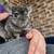 Chinchilla 2 thumbnail