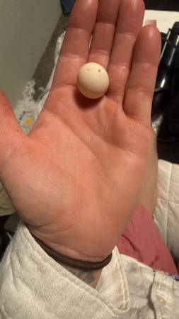 Serama hatching eggs available 1
