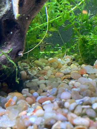 Rehoming Pea Puffer (Bellingham)63613583008641122