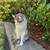 FOUND:  Someone's cat?! 2 thumbnail