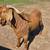 Boer Buck 4 thumbnail