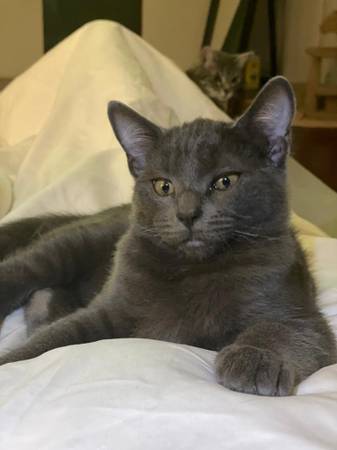 Hermoso Gatito Gris Macho (Calabasas)63893601493634120