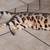 female bengal cat 4 thumbnail
