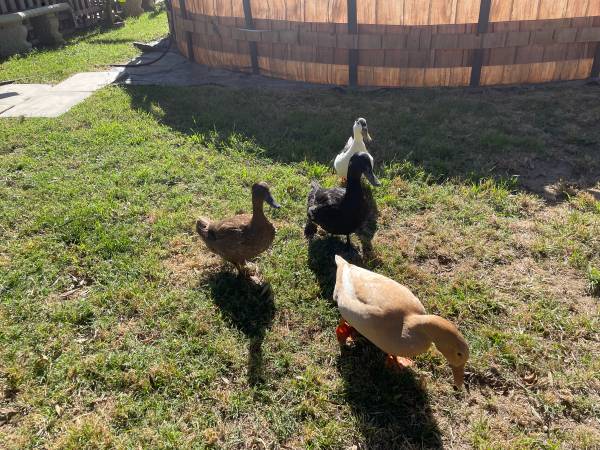 Rehoming Ducks (Tulare)63873028262273121