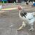 Brahma Roosters – $30 3 thumbnail