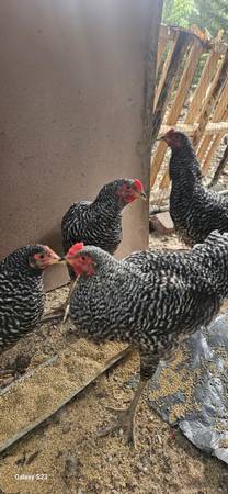 Barred rock easter egger roosters 1