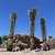 Date Palm Summer Special thru Sept 30th! (12'-14' TRUNK) 3 thumbnail