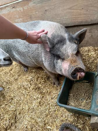 Rehoming GOATS/PIGS FREE (Florissant)63920762893571120