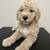 Golden doodle 8 thumbnail