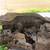 Crested Geckos 4 thumbnail