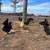 Chickens 5 thumbnail