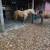 Beautiful 4yo palomino qtr mare 4 thumbnail