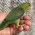 Parrotlet 155 cada uno 1 thumbnail