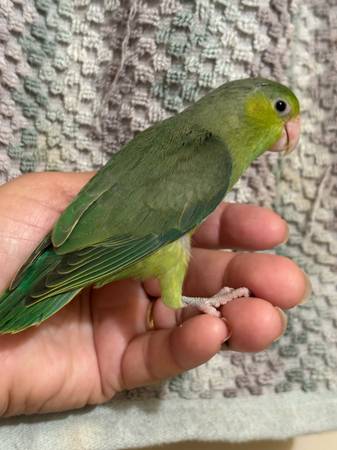 Parrotlet 155 cada uno 1
