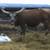 Texas Longhorn Cow/October bull calf 1 thumbnail