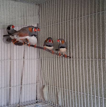 Zebra finches (Harker Heights)63898901825667122