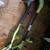 RYOBI Grass Cutter (2) Cordless *Read* 1 thumbnail