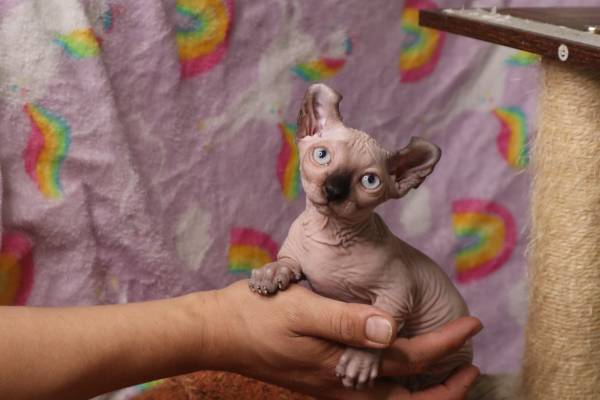 Sphynx Kittens (La Puente)63953815643266123
