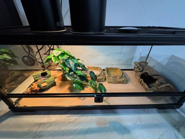 Adorable lizard is looking for home63853558160513124