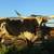 Registered Texas Longhorn Bulls 13 thumbnail