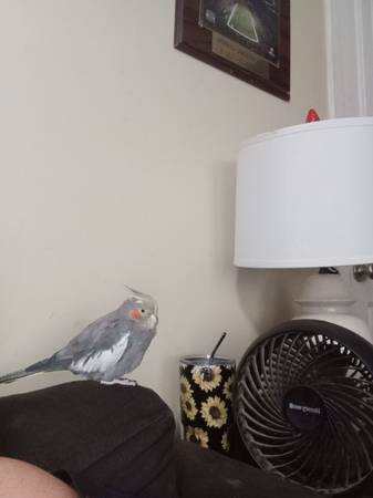 Cockatiel (Mobile)63920391046787120